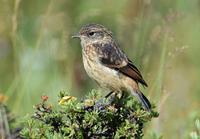 Image of: Saxicola torquatus (common stonechat)