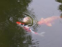 Image of: Cyprinus carpio (common carp)