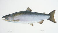 Image of: Oncorhynchus kisutch (coho salmon)