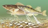 Image of: Stizostedion vitreum (walleye)