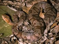 Image of: Agkistrodon contortrix (copperhead)