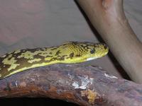 Python timoriensis - Timor Python