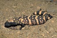 Heloderma suspectum - Gila Monster