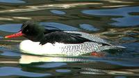 Scaly-sided Merganser - Mergus squamatus