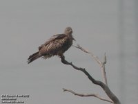 Red Kite - Milvus milvus