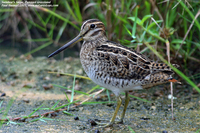 Swinhoe's Snipe - Gallinago megala