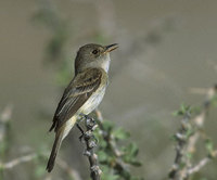 Willow Flycatcher (Empidonax traillii) photo