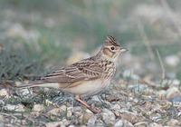 Skylark (Alauda arvensis) photo