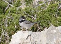 Ruppell's Warbler (Sylvia ruppelli) photo