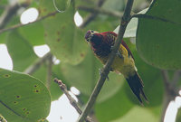 Crimson-mantled Woodpecker (Piculus rivolii) photo