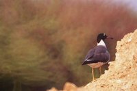 White-eyed Gull - Larus leucophthalmus