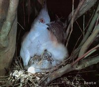 Crested Pigeon - Geophaps lophotes