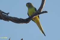 Elegant Parrot - Neophema elegans