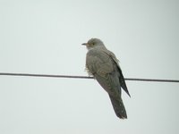 Common Cuckoo - Cuculus canorus