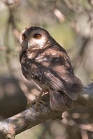 Bare-legged Owl - Gymnoglaux lawrencii