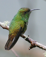 Coppery-headed Emerald - Elvira cupreiceps