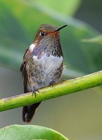 Volcano Hummingbird - Selasphorus flammula