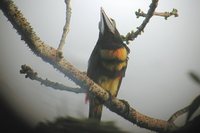 Many-banded Aracari - Pteroglossus pluricinctus