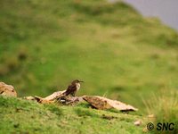 Plain-breasted Earthcreeper - Upucerthia jelskii