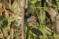 Rusty-backed Antwren - Formicivora rufa