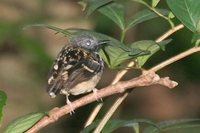 Spot-backed Antbird - Hylophylax naevius