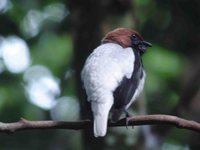 Bearded Bellbird - Procnias averano