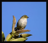 Golden-faced Tyrannulet - Zimmerius chrysops