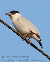 Black-crowned Tityra - Tityra inquisitor