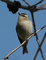 Golden-crowned Kinglet - Regulus satrapa