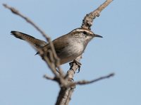 Bewick's Wren - Thryomanes bewickii