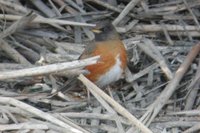 Brown-headed Thrush - Turdus chrysolaus