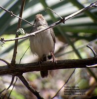 Rattling Cisticola - Cisticola chiniana