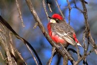 Crimson Chat - Epthianura tricolor