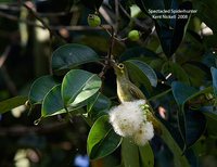 Spectacled Spiderhunter - Arachnothera flavigaster