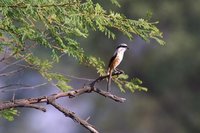 Long-tailed Shrike - Lanius schach