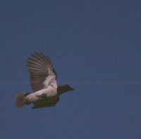 Curl-crested Jay - Cyanocorax cristatellus