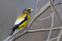 Evening Grosbeak - Coccothraustes vespertinus