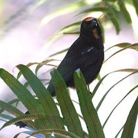 Flame-crested Tanager - Tachyphonus cristatus