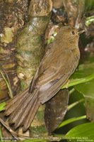 Red-crowned Ant-Tanager - Habia rubica