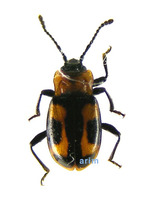 Ancylopus pictus asiaticus - 무당벌레붙이