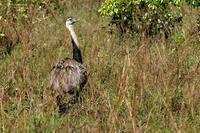 Greater  rhea