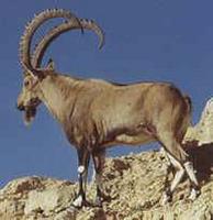 HIMALAYAN IBEX (TUNGROL.)