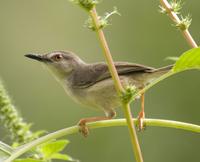 Tawny-flanked Prinia