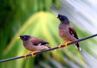 Jungle Myna Pair