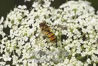 hoverfly Epistrophe balteata on flower of Wild carrot Daucus carota Germany stock photo