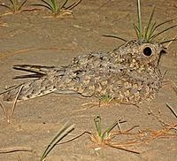 ...y are not all avian! There are of course many great birds such as this Sykes's Nightjar (Mark Be...