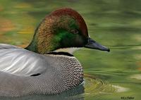 Falcated Duck, San Diego, CA
