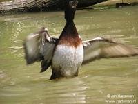 Baer's pochard - Aythya baeri