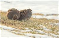 Koroptev polni (Perdix perdix)