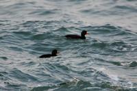 검둥오리(Melanitta nigra)  (Black Scoter)